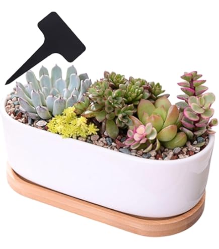 Amazon.co.jp: クジャクサボテン ホワイトマジック（5号）孔雀サボテン